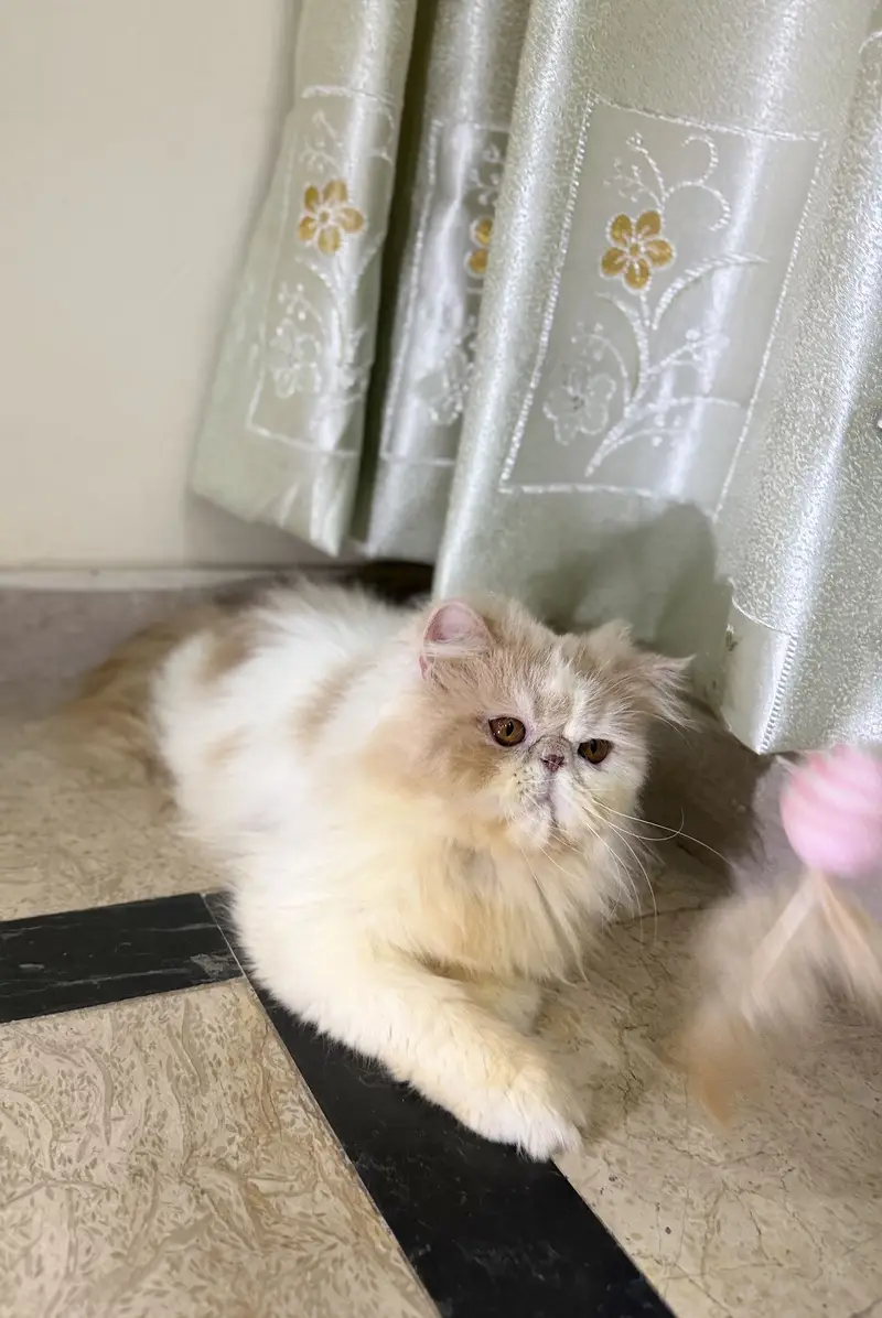 Peke Face Male Kitten — photo 2