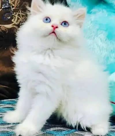 Persian cat for sale all colors available