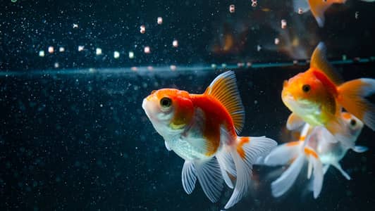 High quality imported goldfish. ,. . . . . and more fishes available