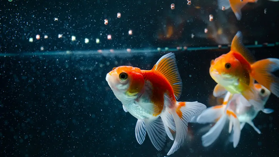 High quality imported goldfish. ,. . . . . and more fishes available