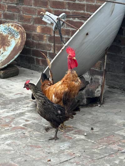 desi egg laying pair