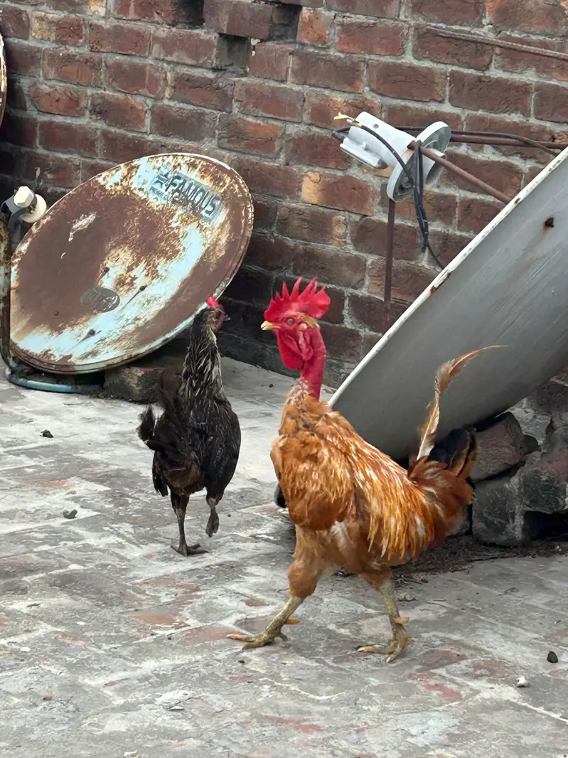 desi egg laying pair — photo 2