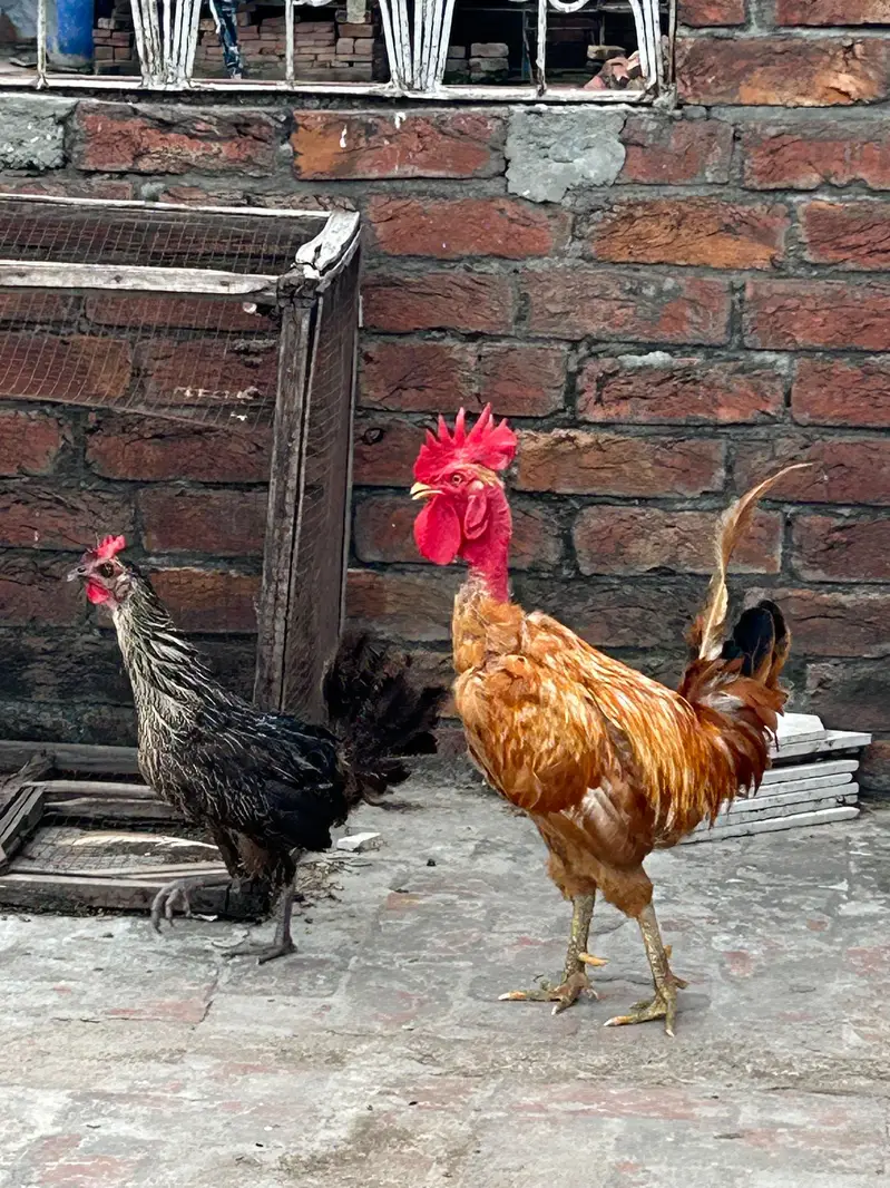 desi egg laying pair — photo 3