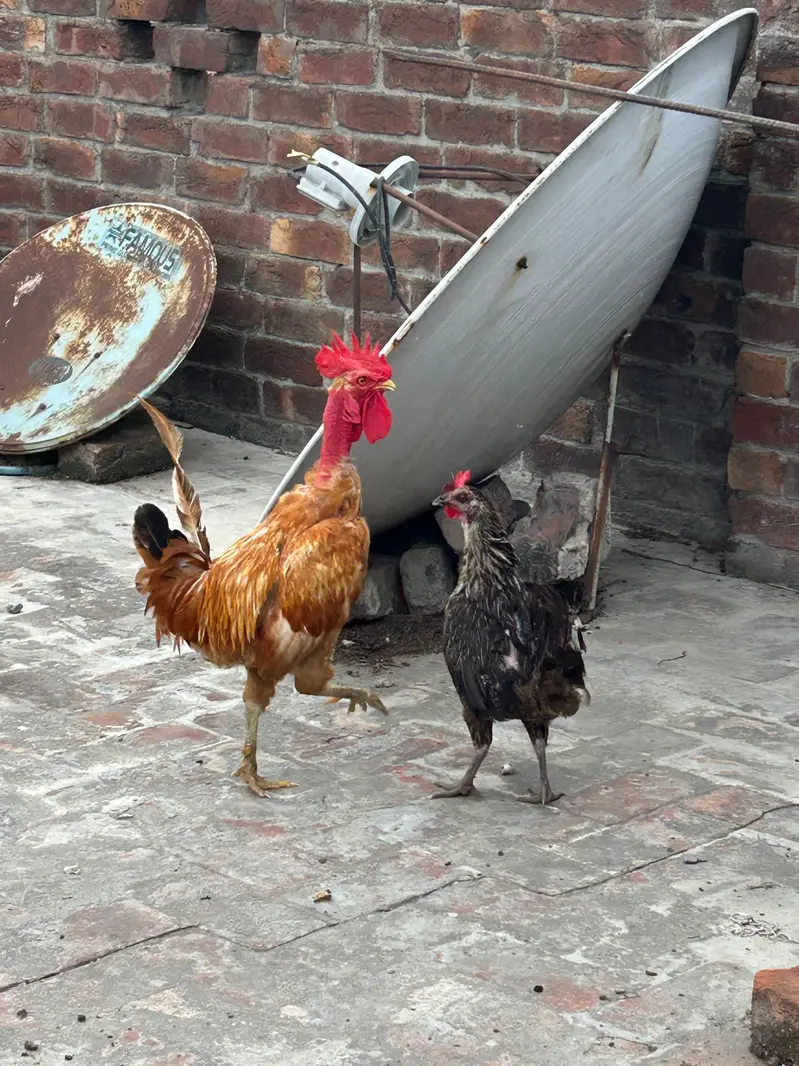 desi egg laying pair — photo 4