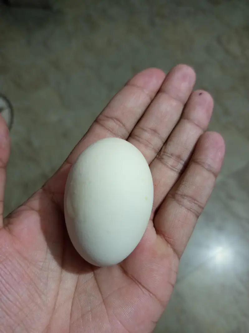 desi egg laying pair — photo 5