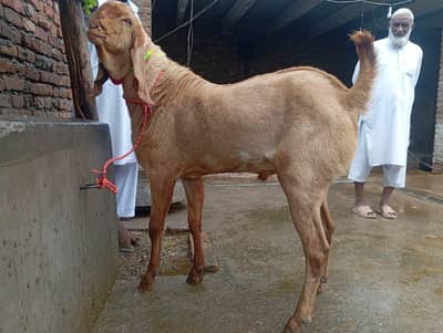 Breeder Bakra