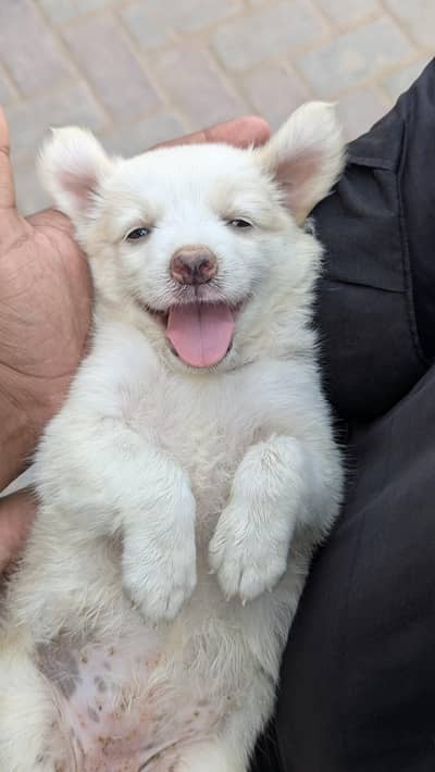 Russian female pup looking for new home