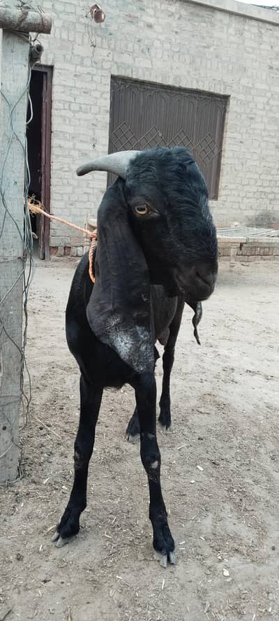 Barbari Bakra