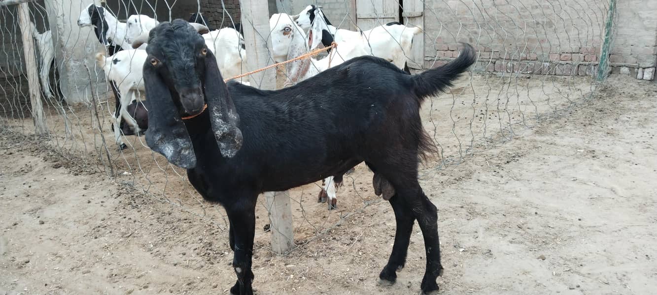 Barbari Bakra 1