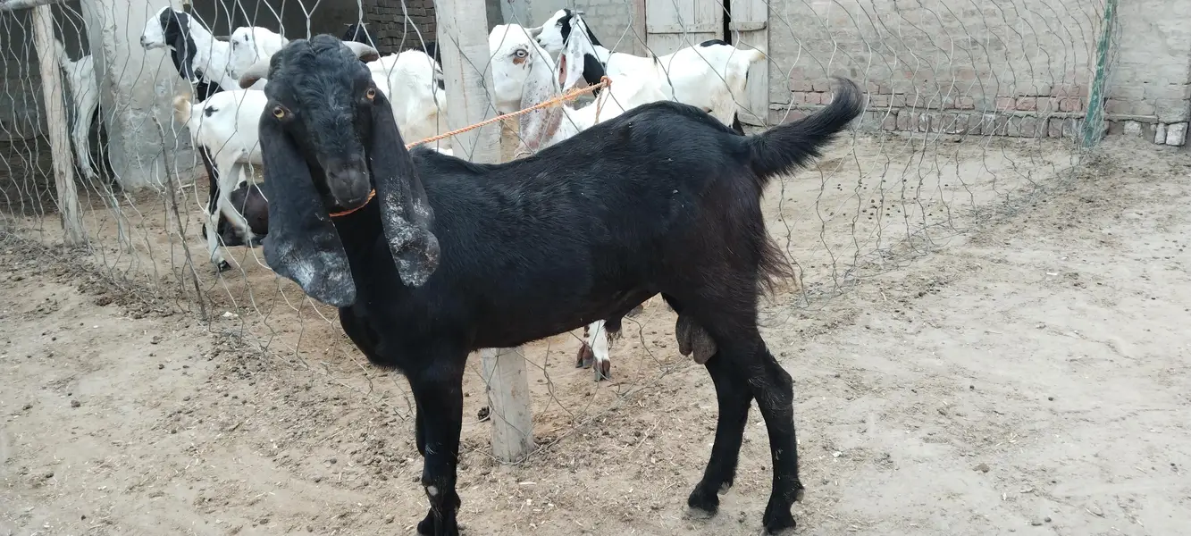 Barbari Bakra — photo 2