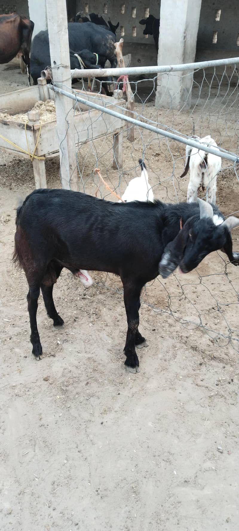 Barbari Bakra 2