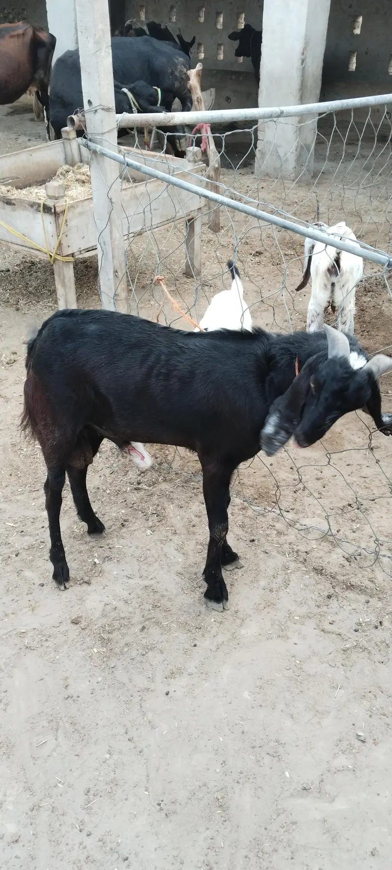 Barbari Bakra — photo 3
