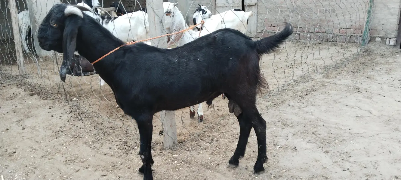 Barbari Bakra — photo 4