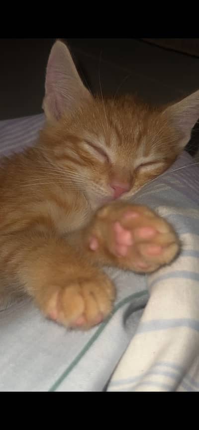 Kitten