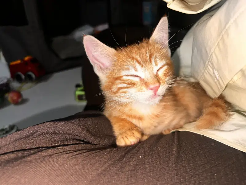 Kitten — photo 2