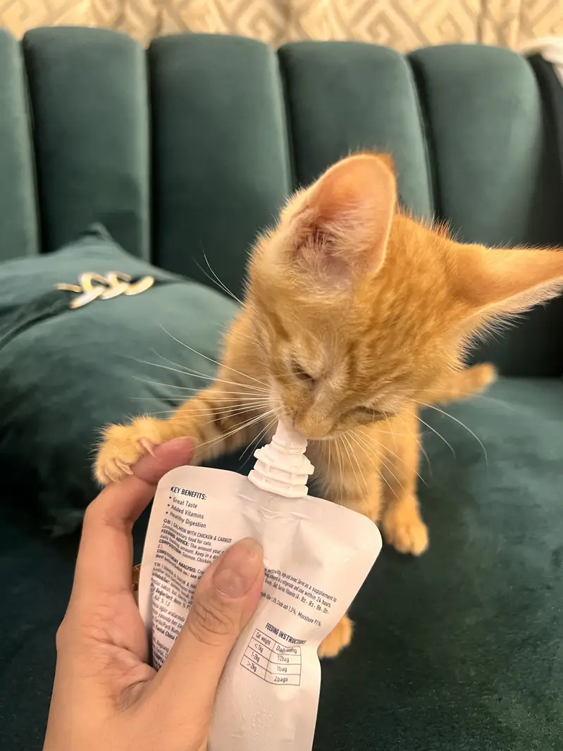 Kitten — photo 3