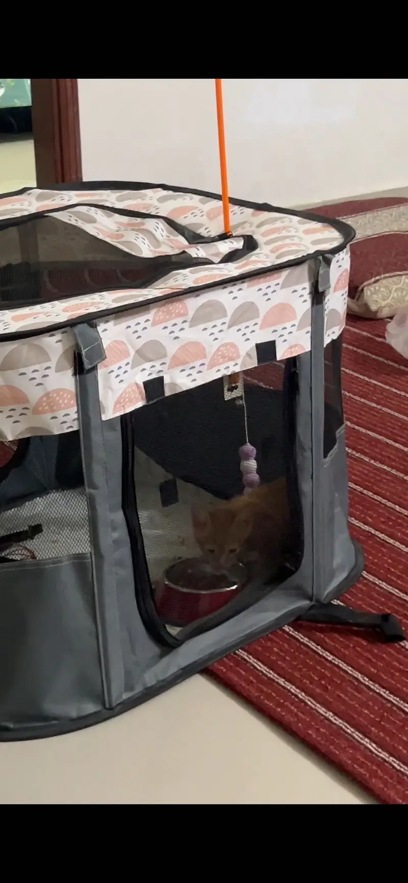 Kitten — photo 4