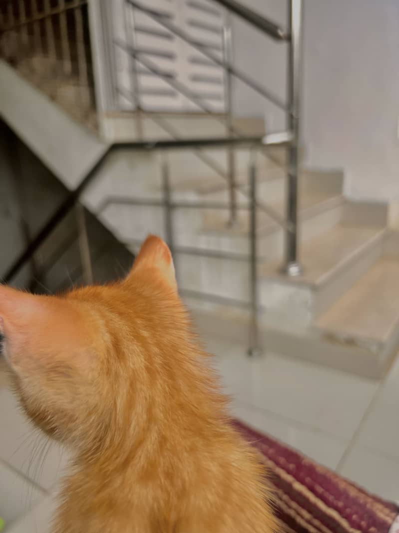 Kitten 4