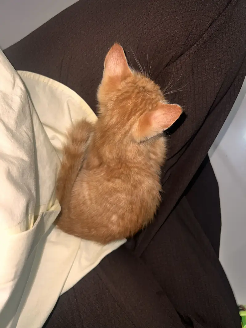 Kitten — photo 6