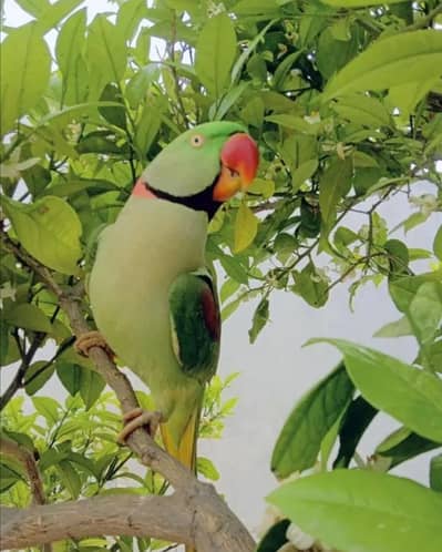 kashmiri Raw Parrots handtam for sale