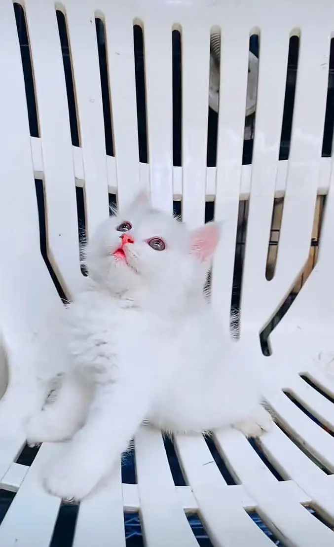 Persian kitten triple cot. for. . sale my WhatsApp03464290927 — photo 3