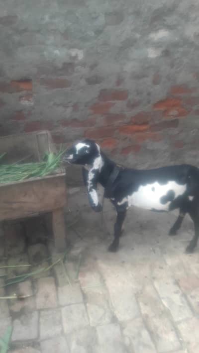 Beetal Bakra Achi Quality Wala WhatsApp 03494630682
