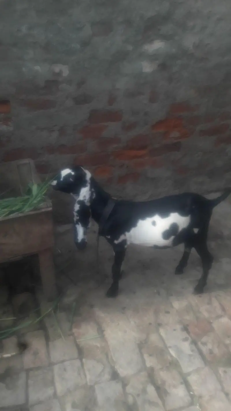 Beetal Bakra Achi Quality Wala WhatsApp 03494630682 — photo 2