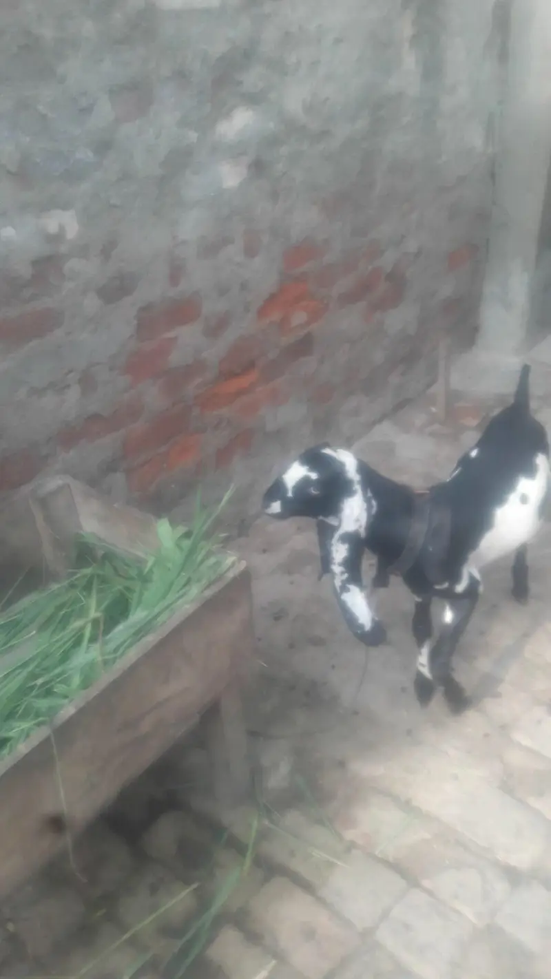 Beetal Bakra Achi Quality Wala WhatsApp 03494630682 — photo 4