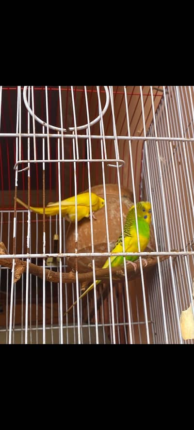 mix parrots sale with cadge
