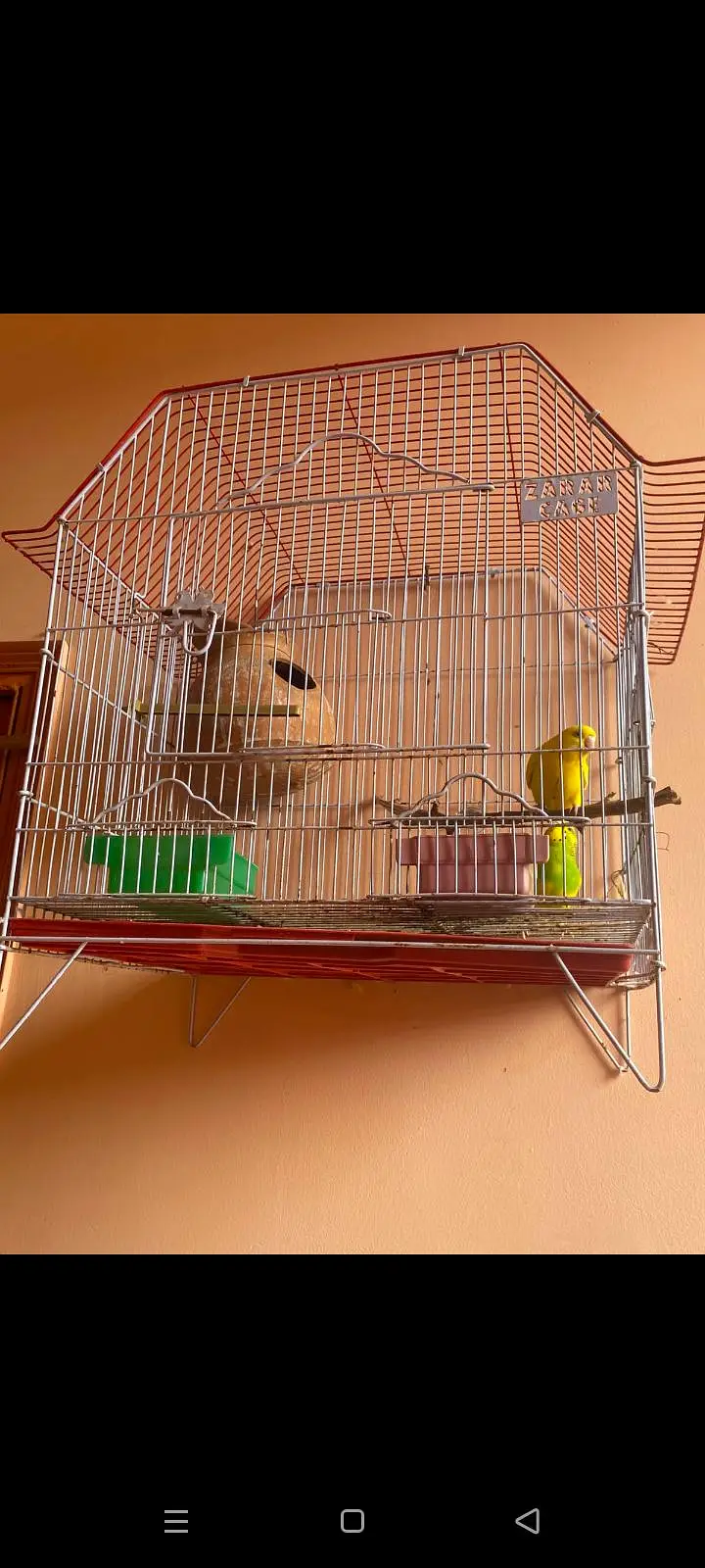 mix parrots sale with cadge — photo 2