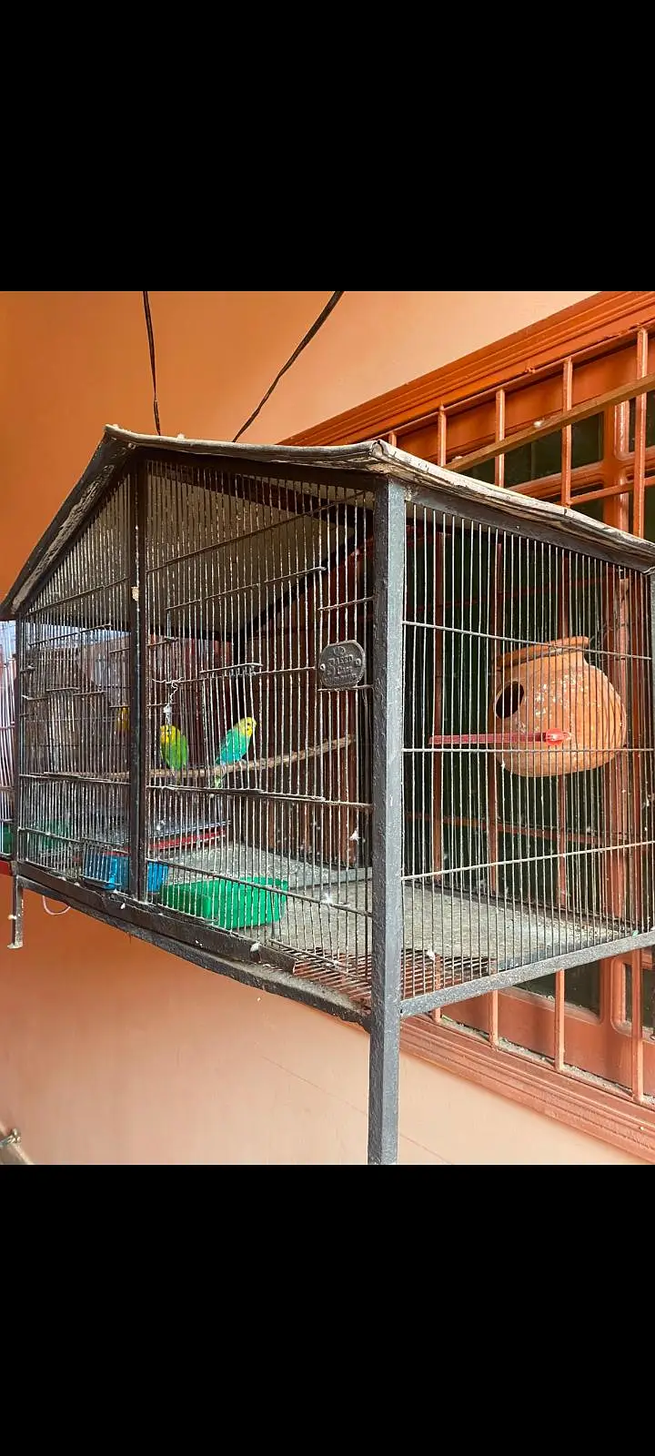 mix parrots sale with cadge — photo 3