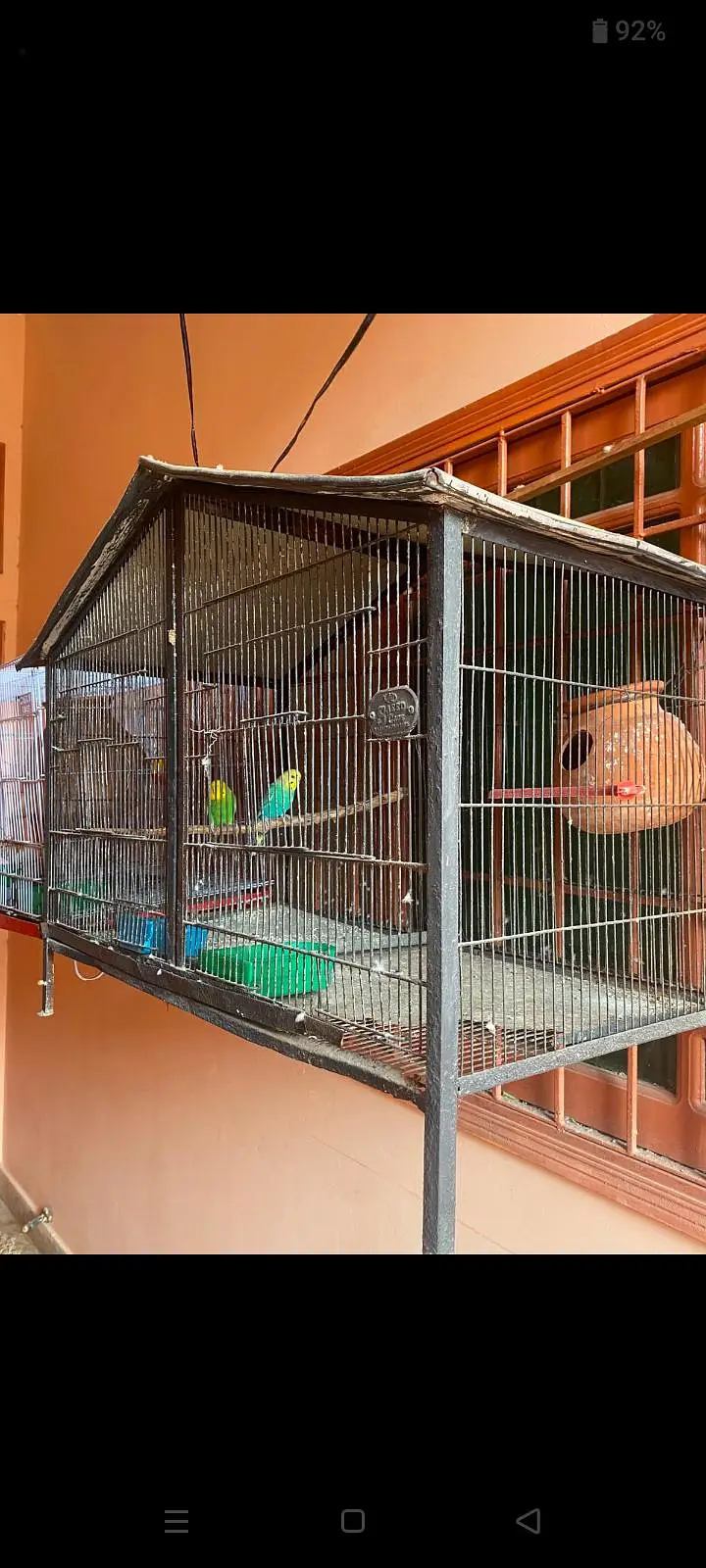 mix parrots sale with cadge — photo 4