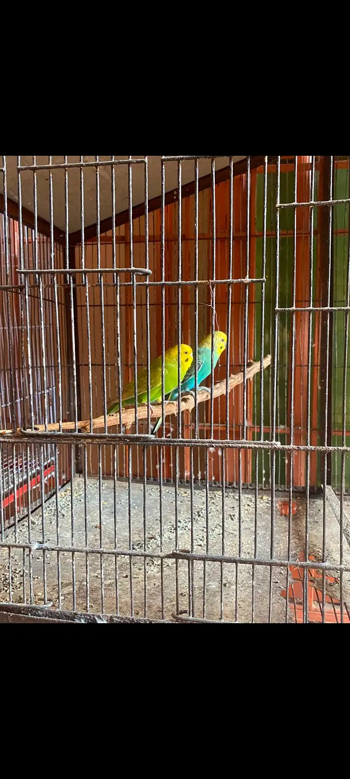 mix parrots sale with cadge — photo 5