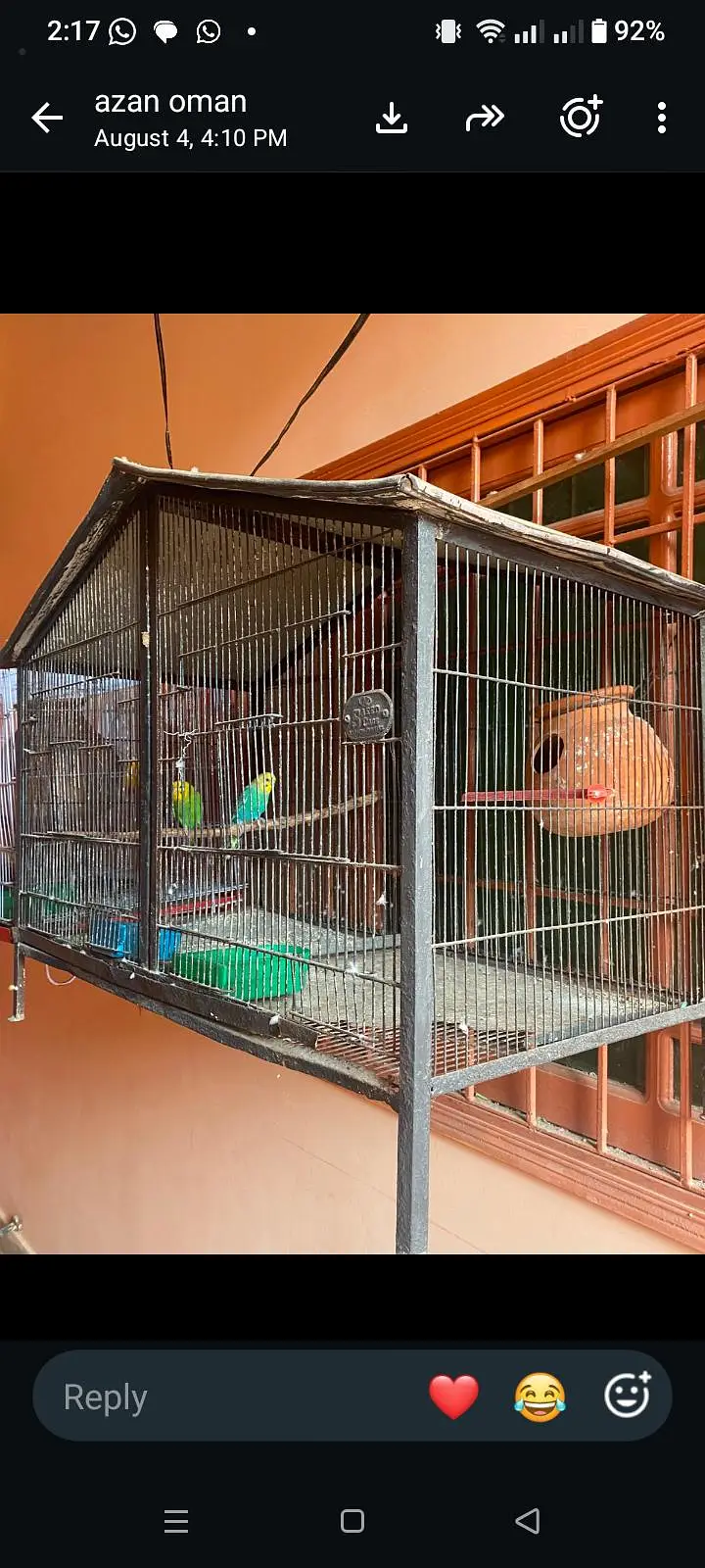 mix parrots sale with cadge — photo 6