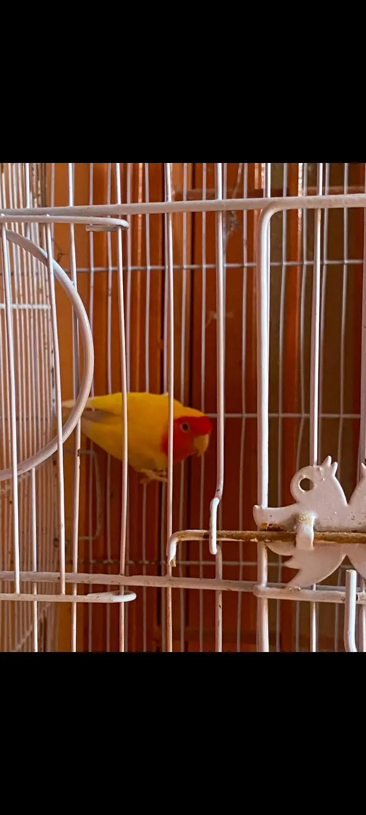 mix parrots sale with cadge — photo 7
