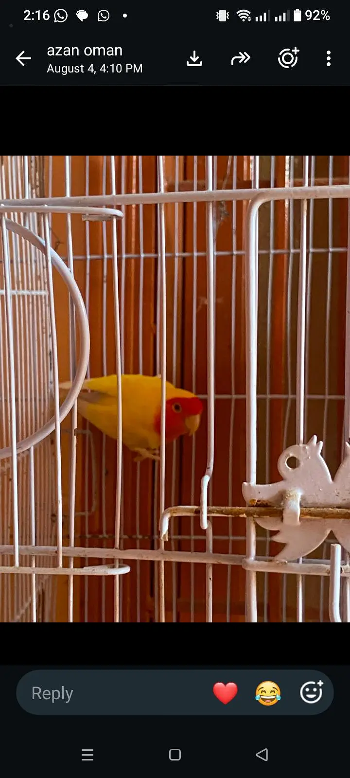 mix parrots sale with cadge — photo 8