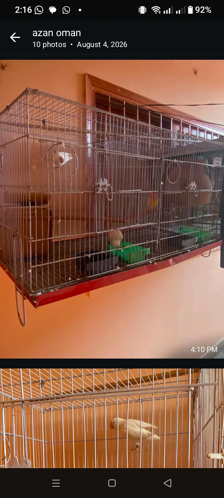 mix parrots sale with cadge — photo 9