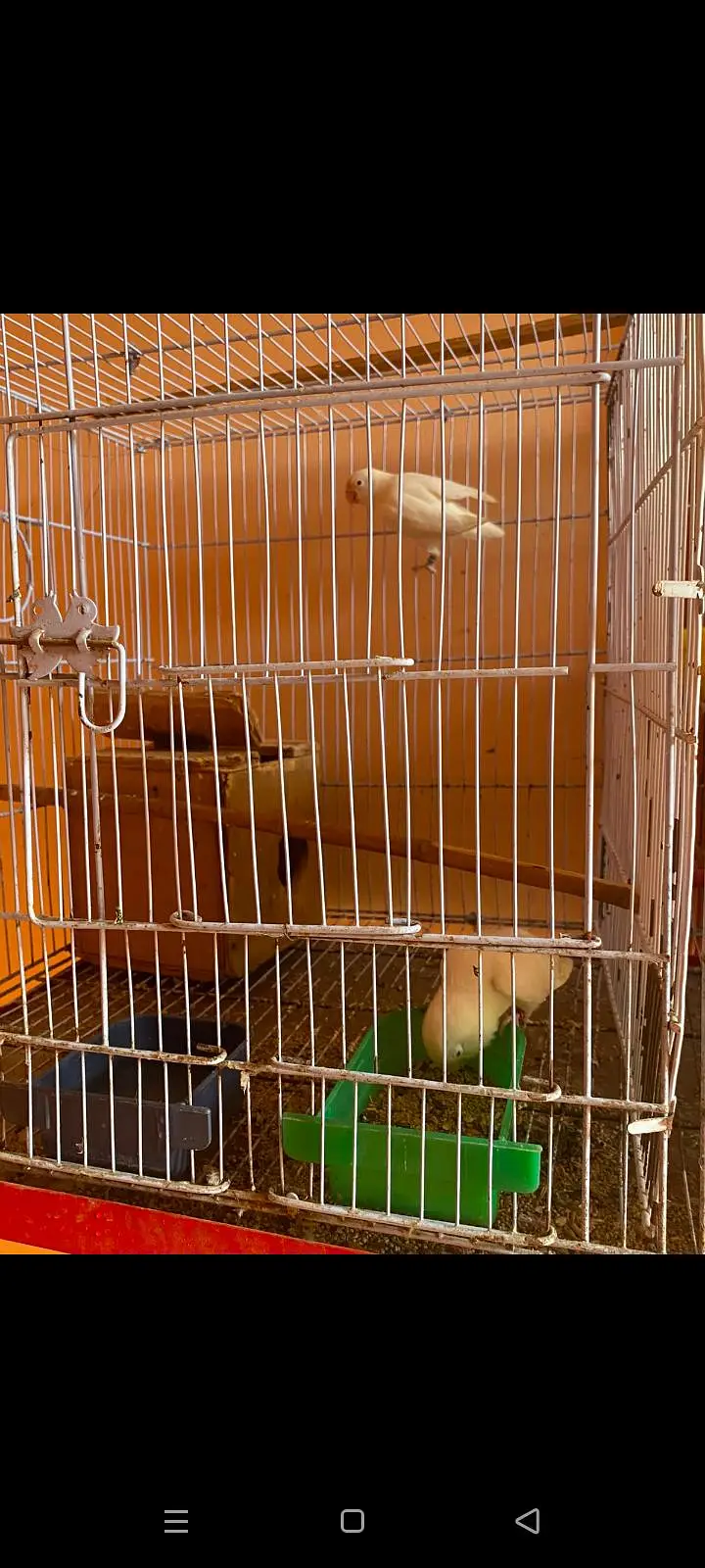 mix parrots sale with cadge — photo 10