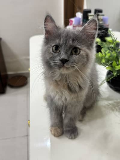 Doll Face Persian Kittens