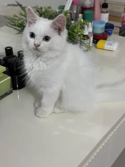 Doll Face Persian Kittens