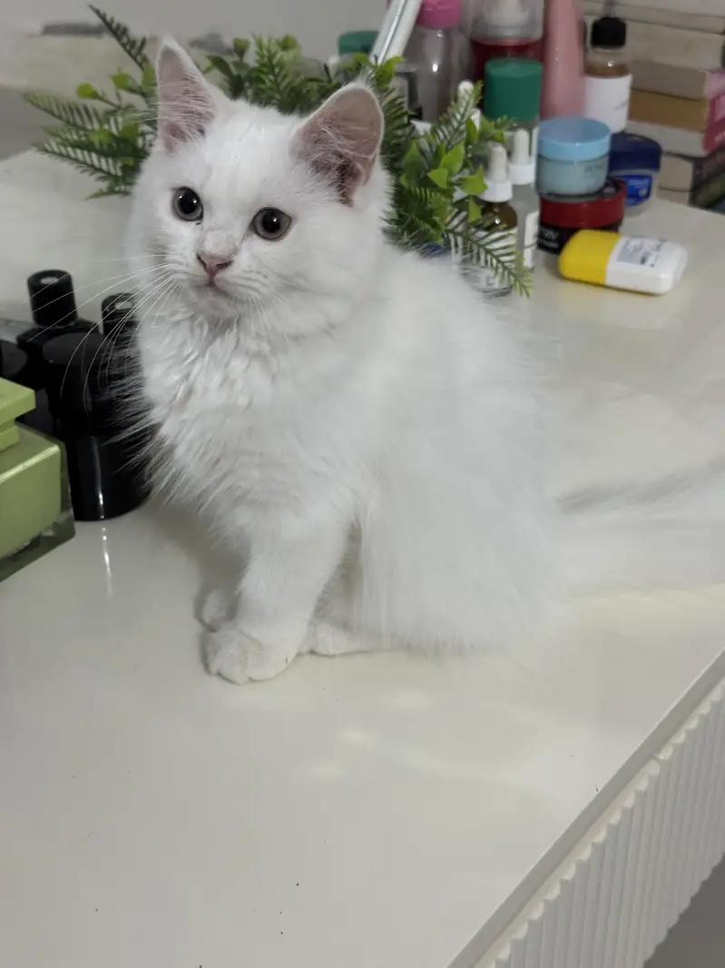 Doll Face Persian Kittens — photo 2