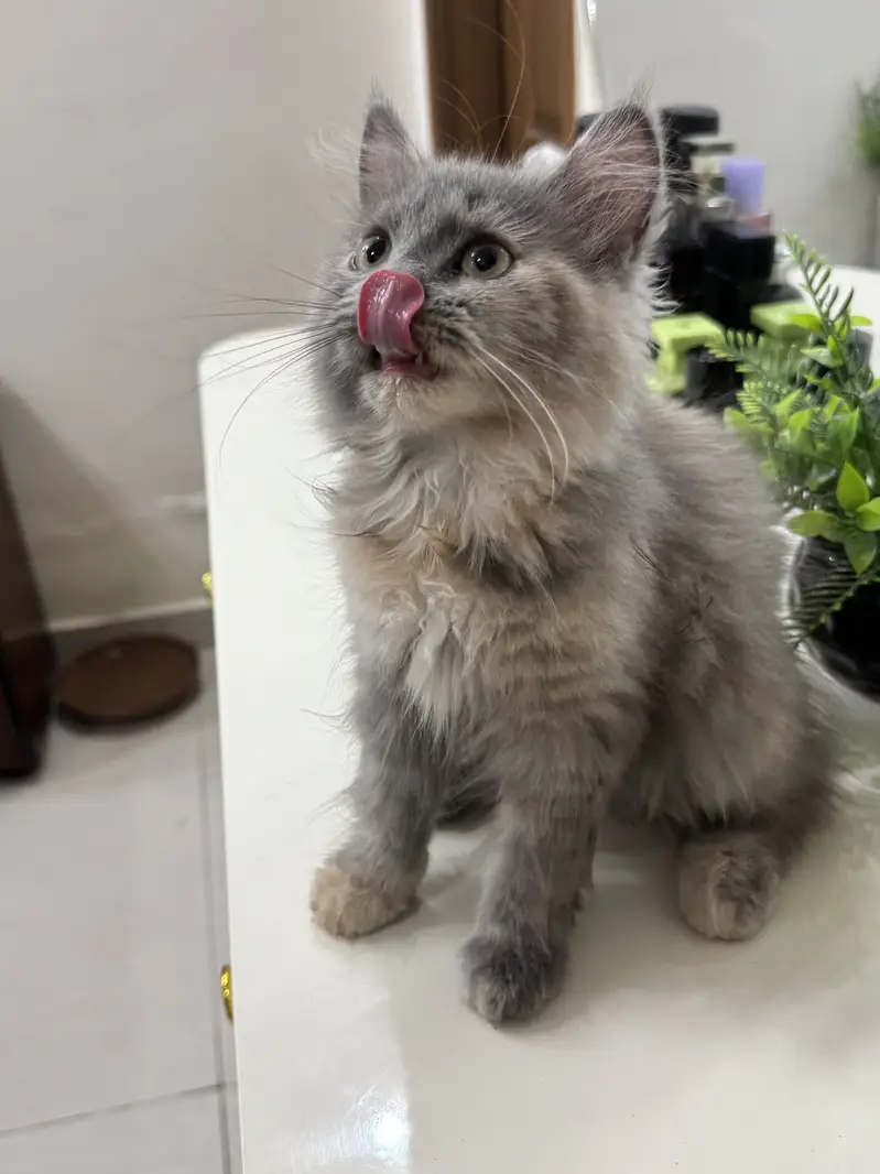 Doll Face Persian Kittens — photo 4