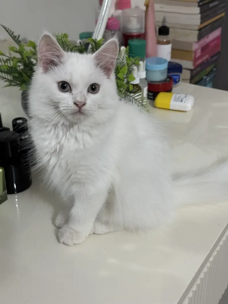 Doll Face Persian Kittens — photo 6