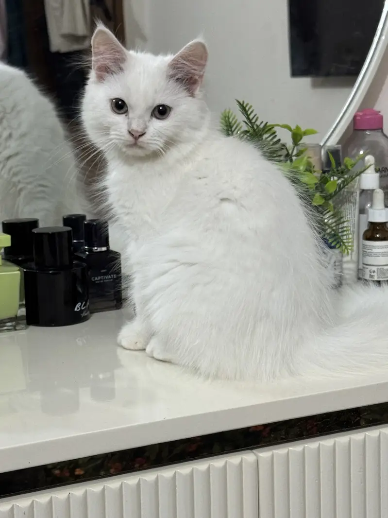 Doll Face Persian Kittens — photo 7