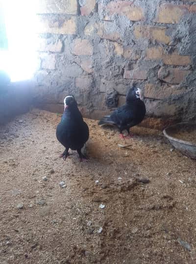Breader pair for sale