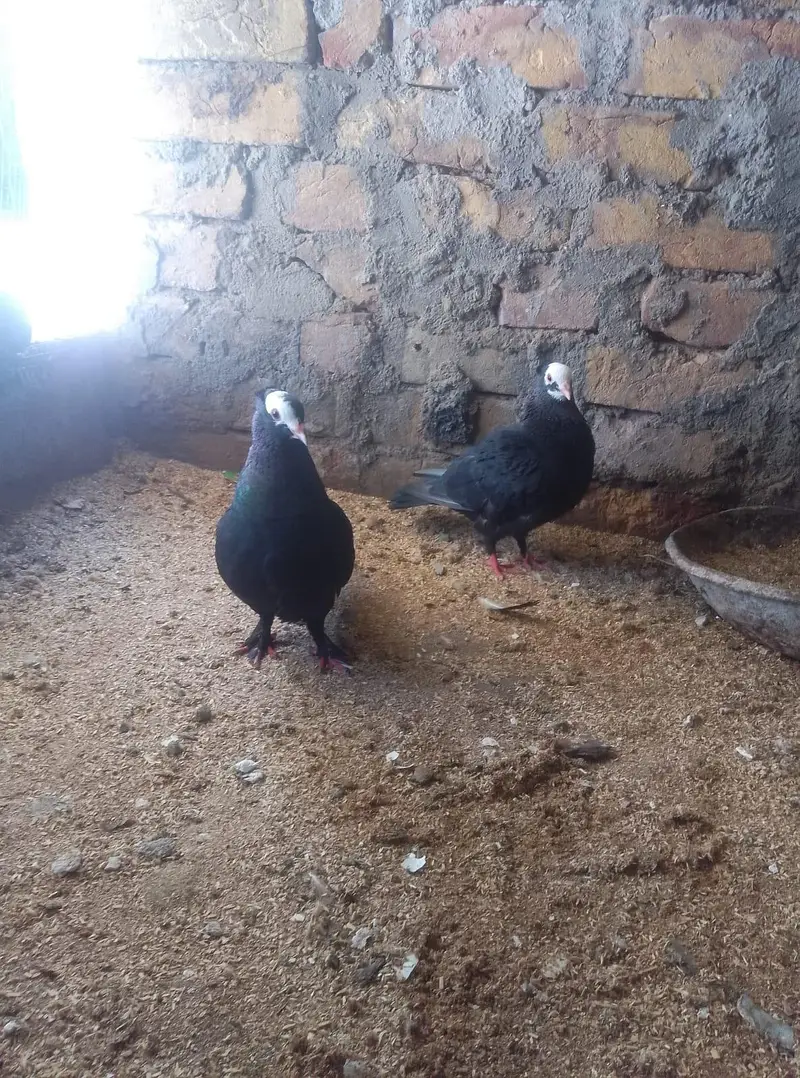 Breader pair for sale — photo 2
