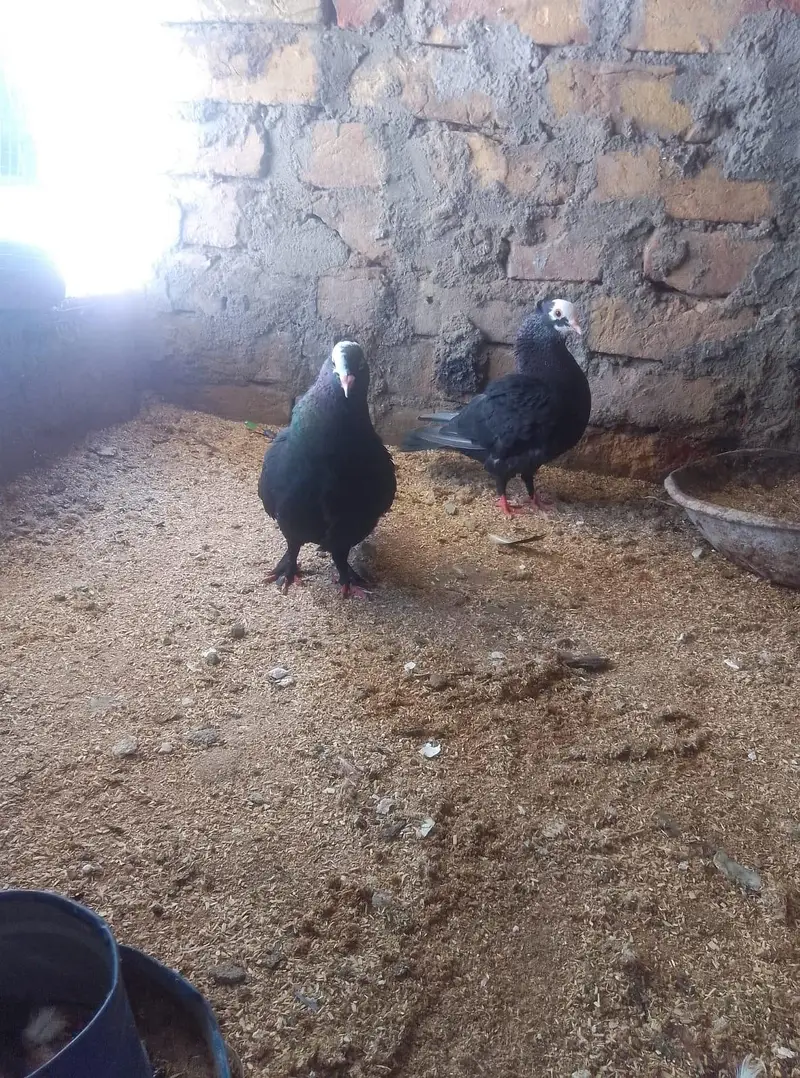 Breader pair for sale — photo 3