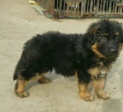 German Shepherd long coat puppies for sale my WhatsA. . . .