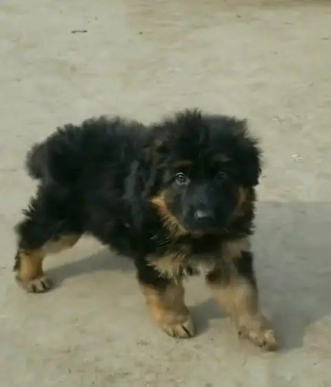 German Shepherd long coat puppies for sale my WhatsA. . . . — photo 2
