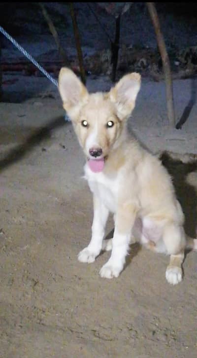 Russian female puppy